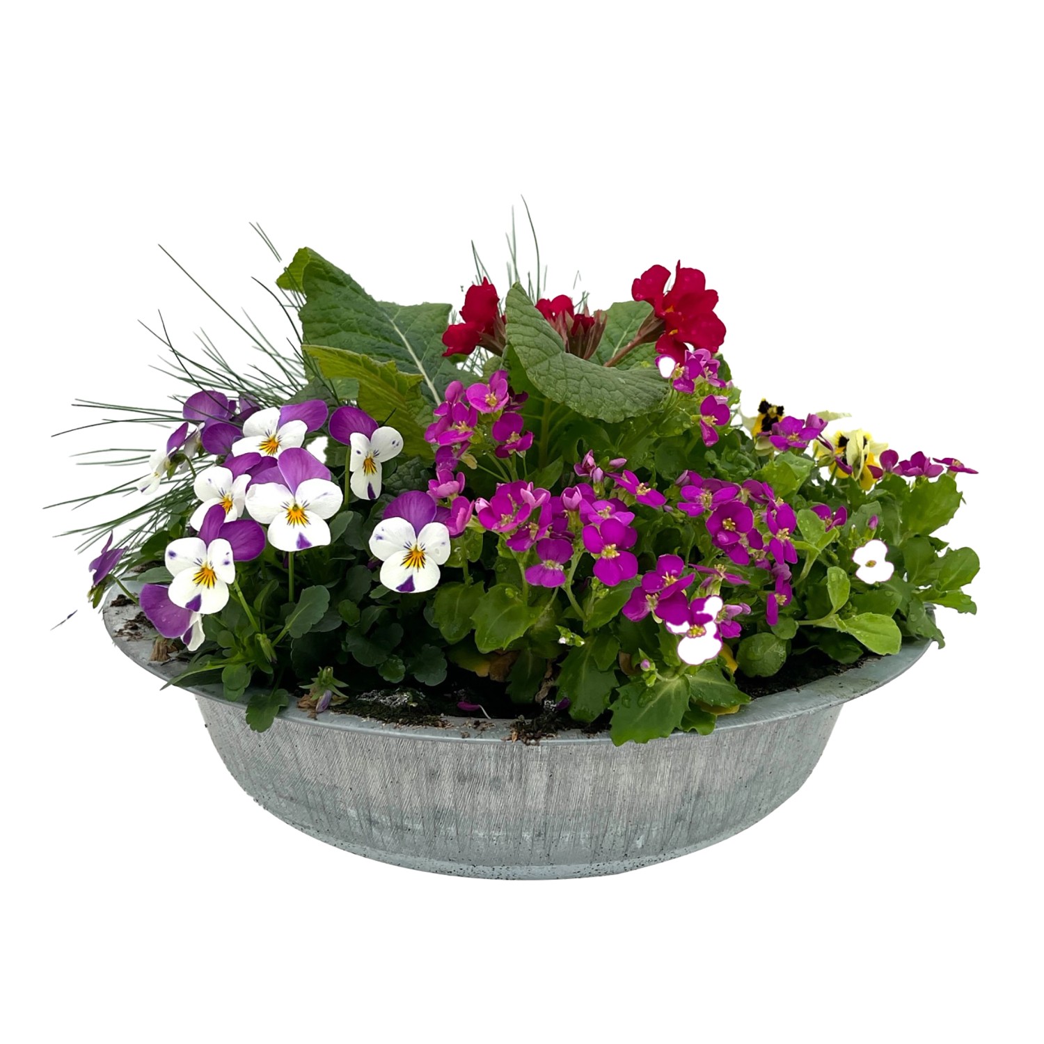 Frühblüher Arrangement im Zink Gefäß Topf Ø ca 29 cm kaufen bei OBI