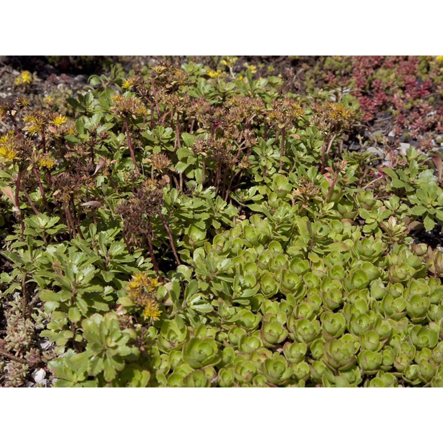 GROW by OBI Kaukasus Fetthenne Rosa Topf Ø ca 13 cm Sedum kaufen bei OBI