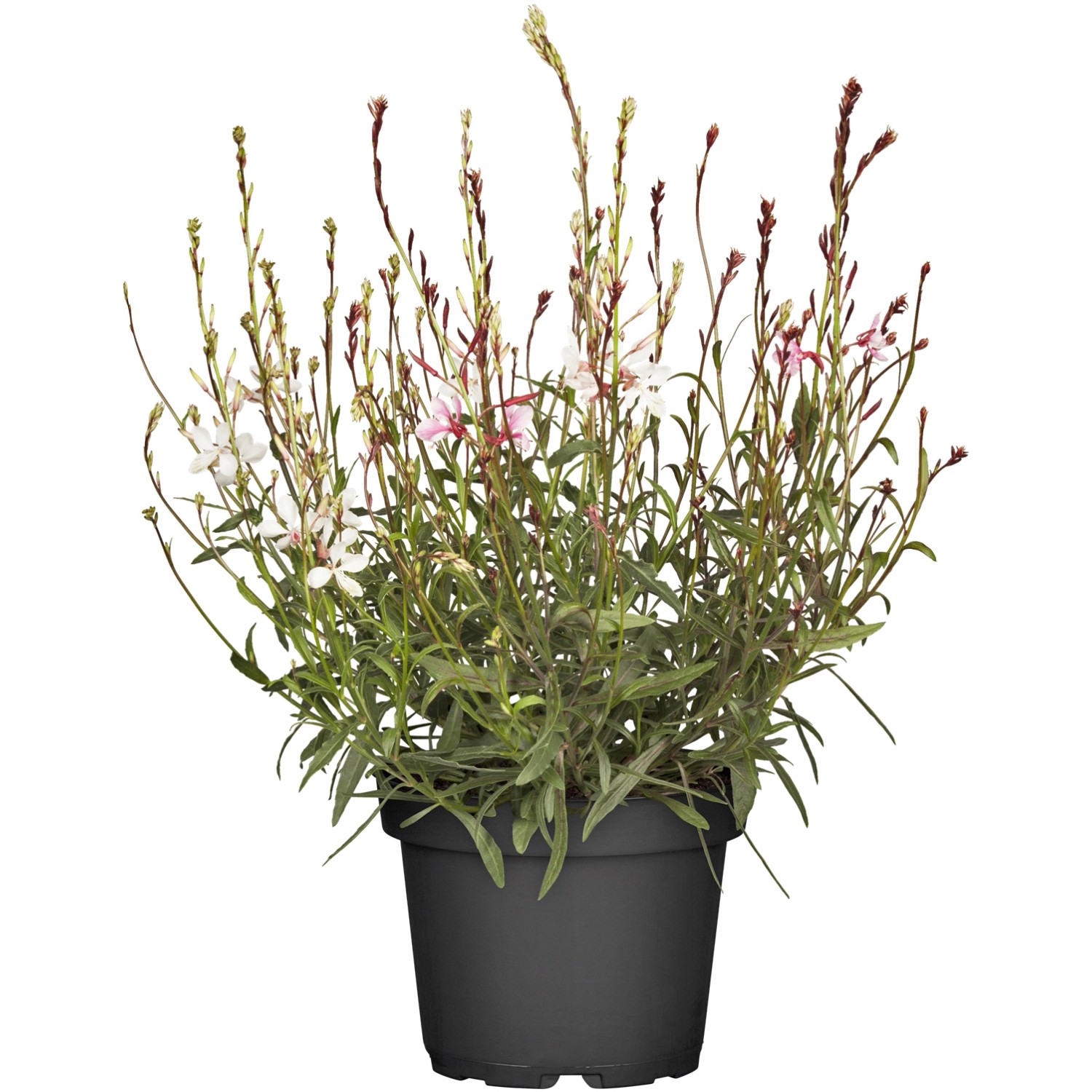 Grow By Obi Garten Prachtkerze Topf Ca Cm Gaura Kaufen Bei Obi