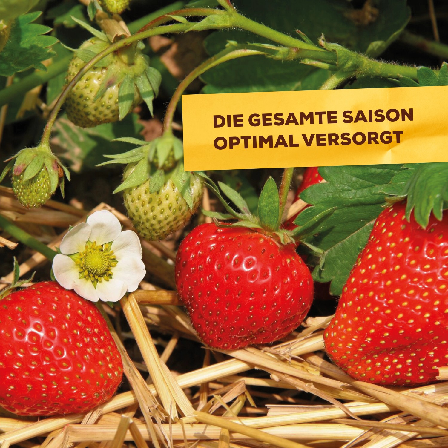 Solabiol Beeren Obstd Nger Kg Kaufen Bei Obi