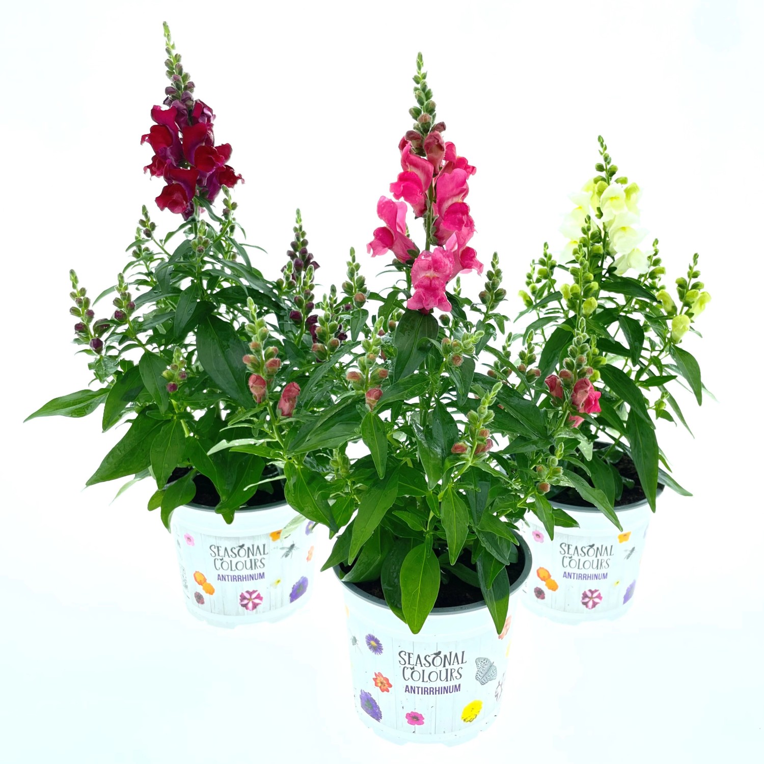 Löwenmäulchen Farbmix Topf Ø ca 10 5 cm Antirrhinum kaufen bei OBI