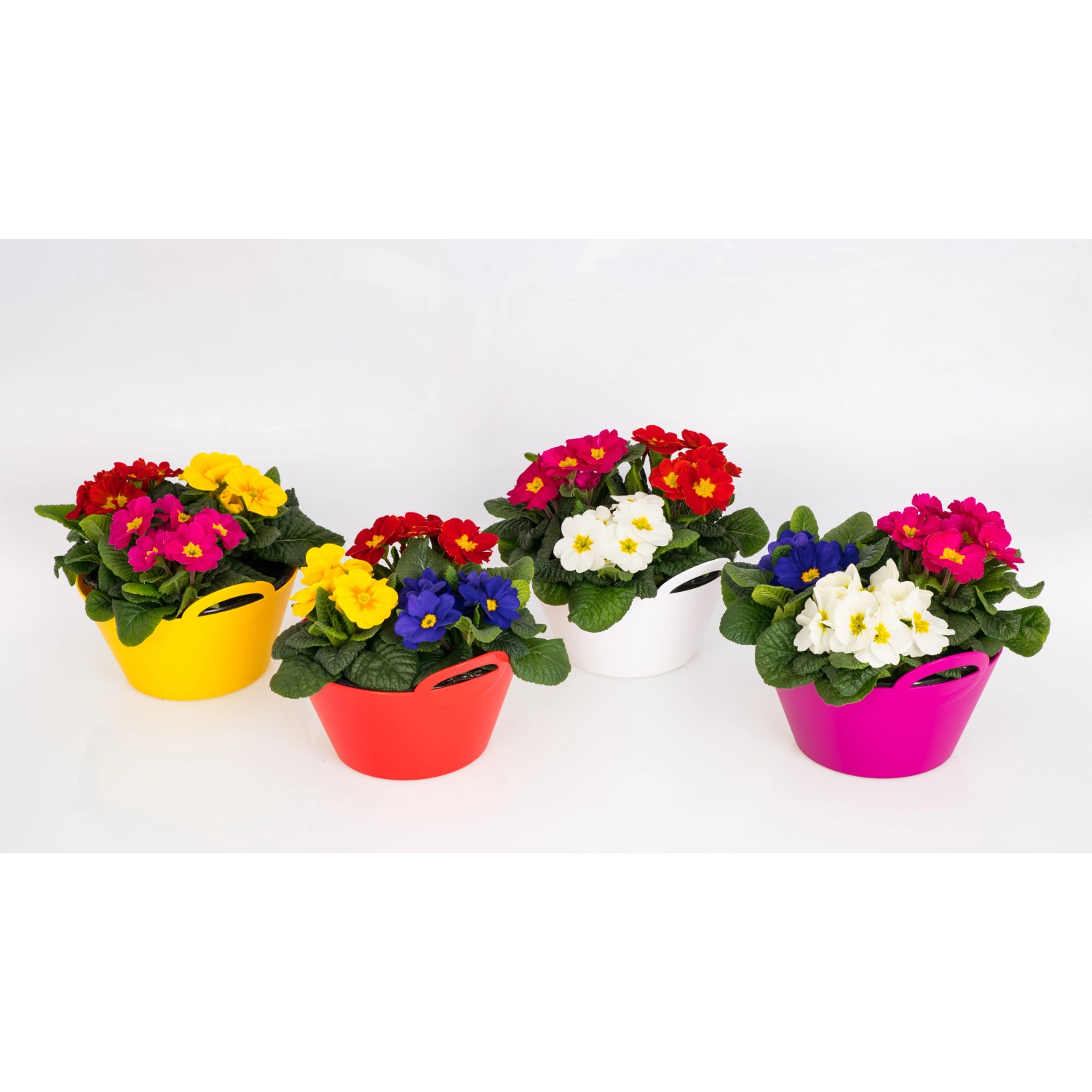 Kissen Primel Trio Topf Ca Cm Primula Acaulis Kaufen Bei Obi