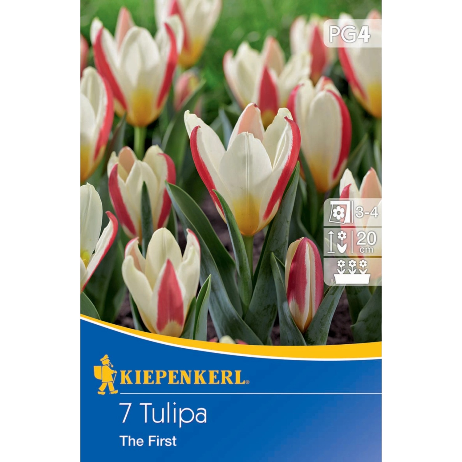 Kiepenkerl Kaufmanniana Tulpe The First St Ck Kaufen Bei Obi