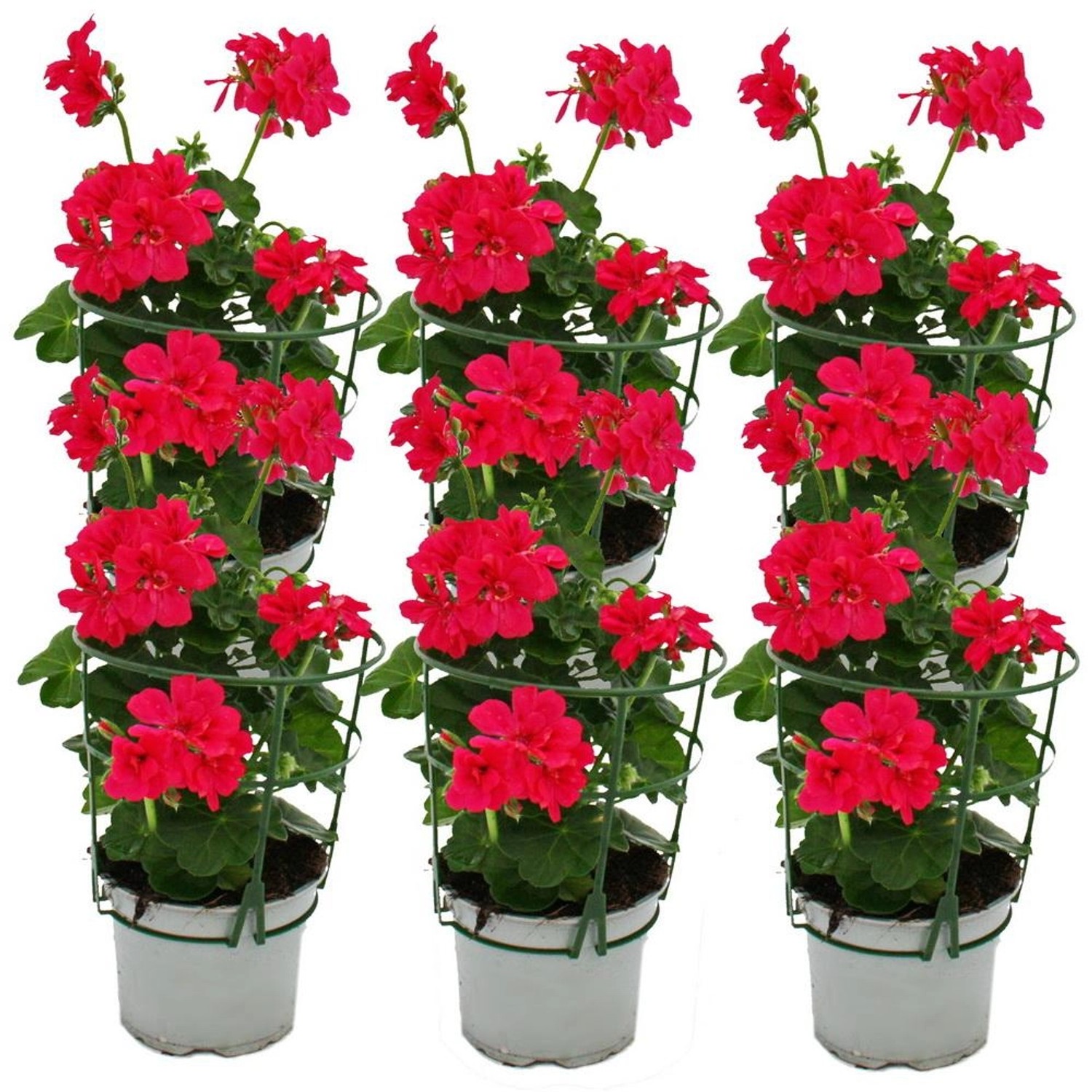 Exotenherz Geranien Hängend Pelargonium Peltatum 12cm Topf Set mit 6