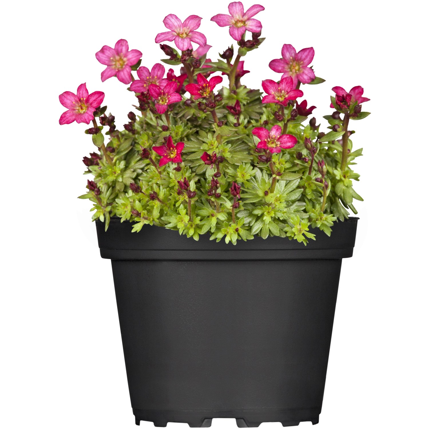 GROW by OBI Moossteinbrech Topf Ø ca 13 cm Saxifraga kaufen bei OBI