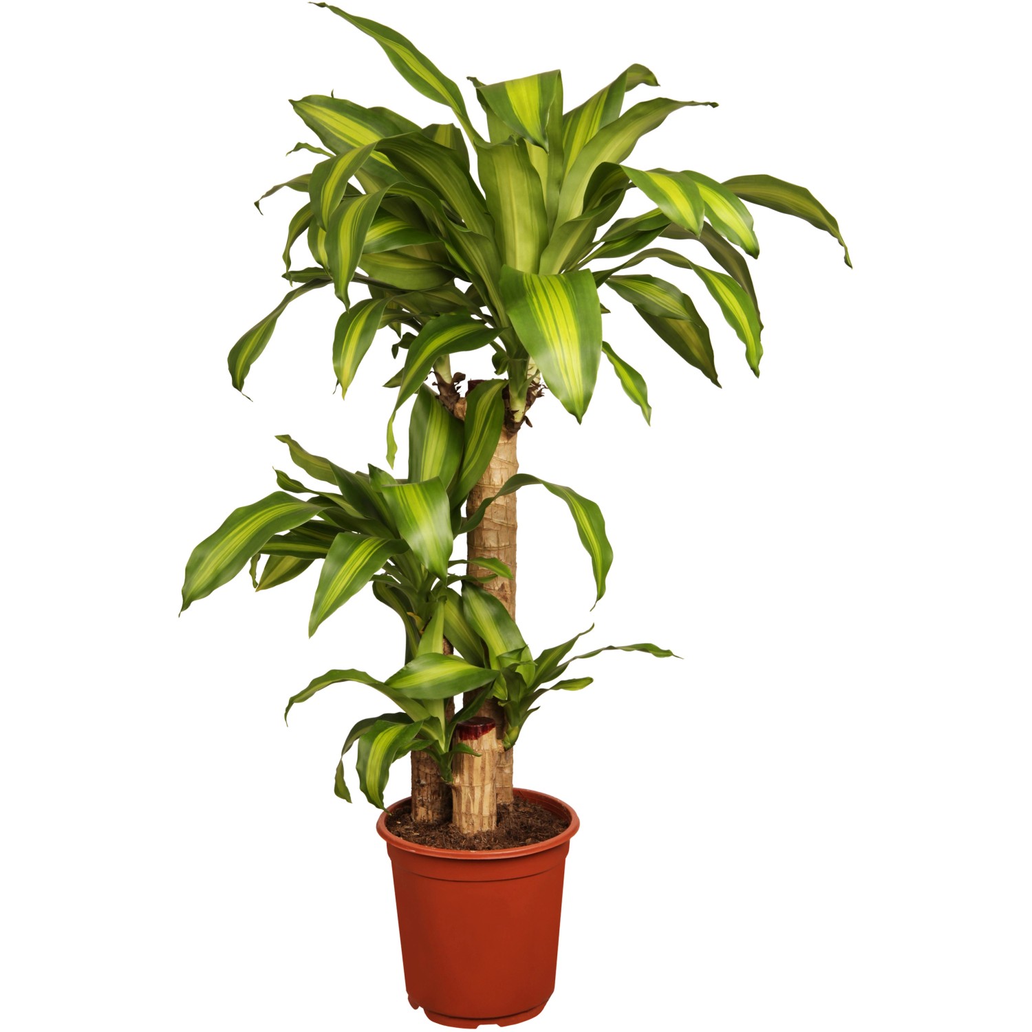 Drachenbaum Massangeana Er Stamm Topf Ca Cm Dracaena Fragans