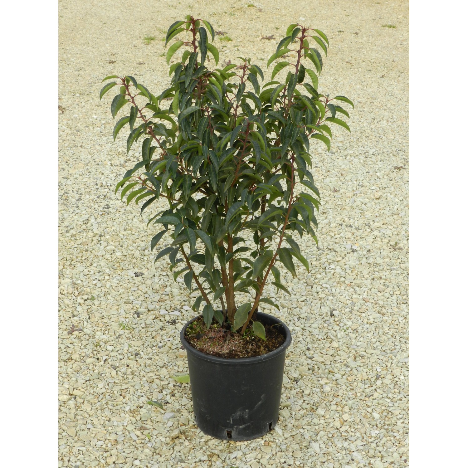 OBI Portugiesischer Kirschlorbeer Angustifolia Höhe ca 40 cm Topf ca