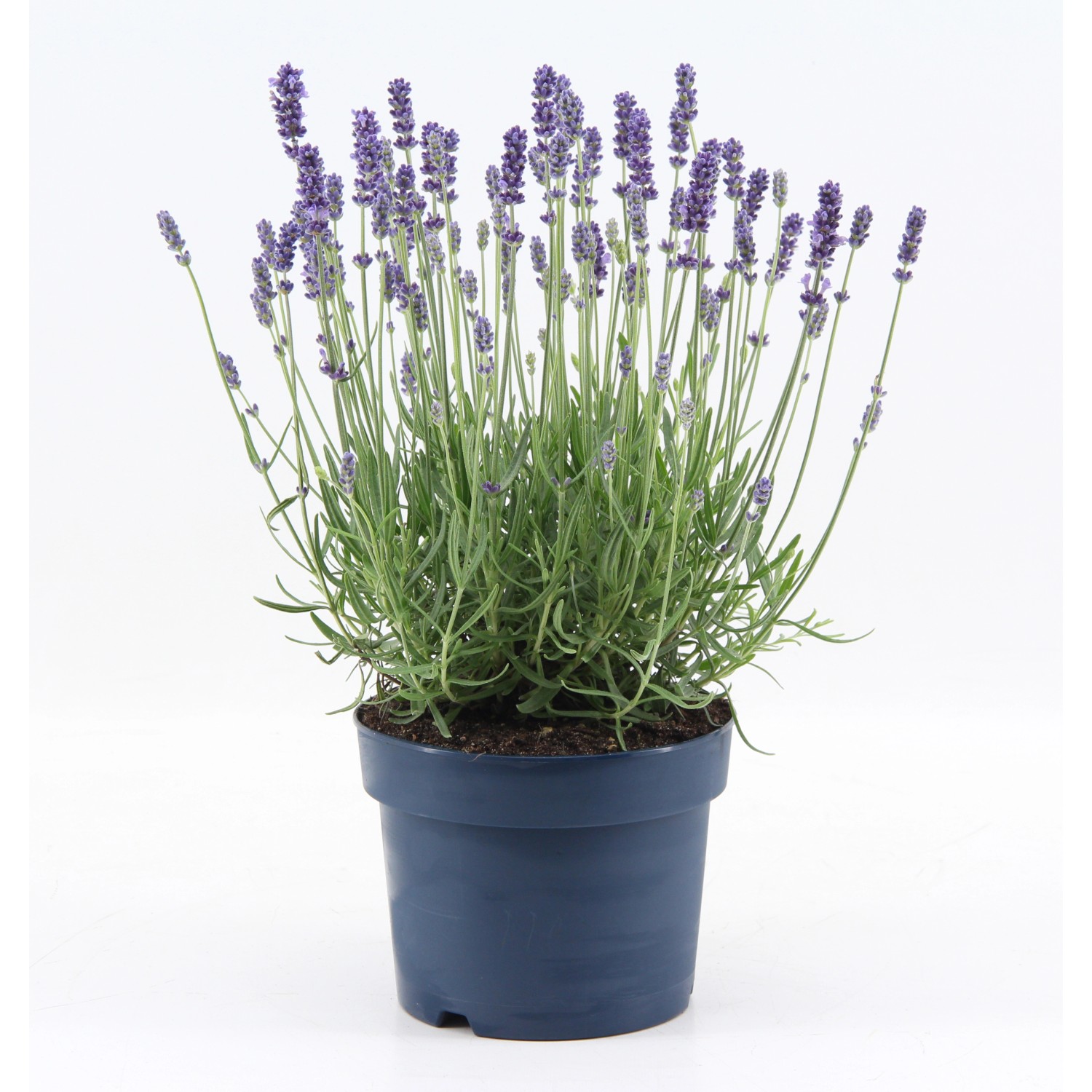 Obi Lavendel Felice Light Blue Topf Ca Cm Lavandula