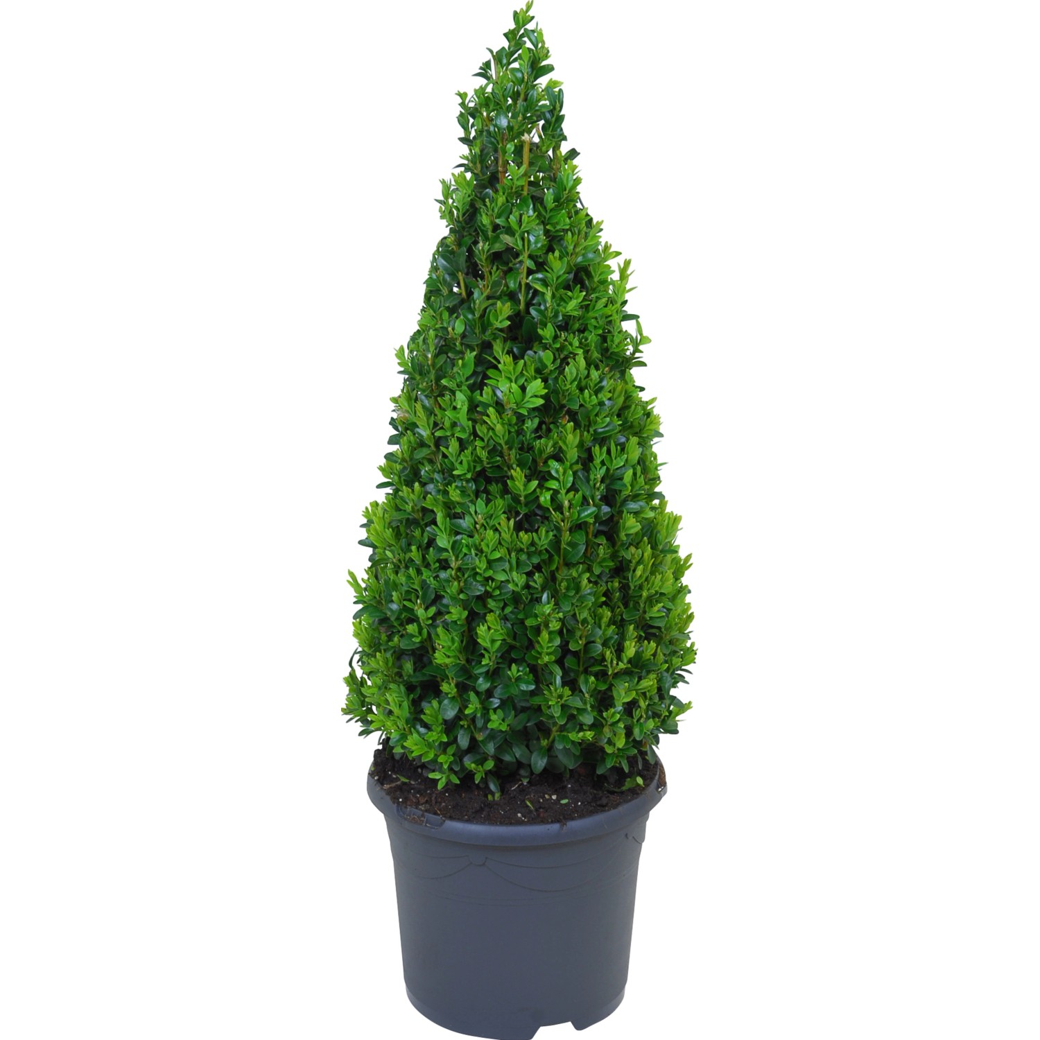 Buchsbaum Pyramide Topf ca 5 l Höhe ca 50 60 cm Buxus