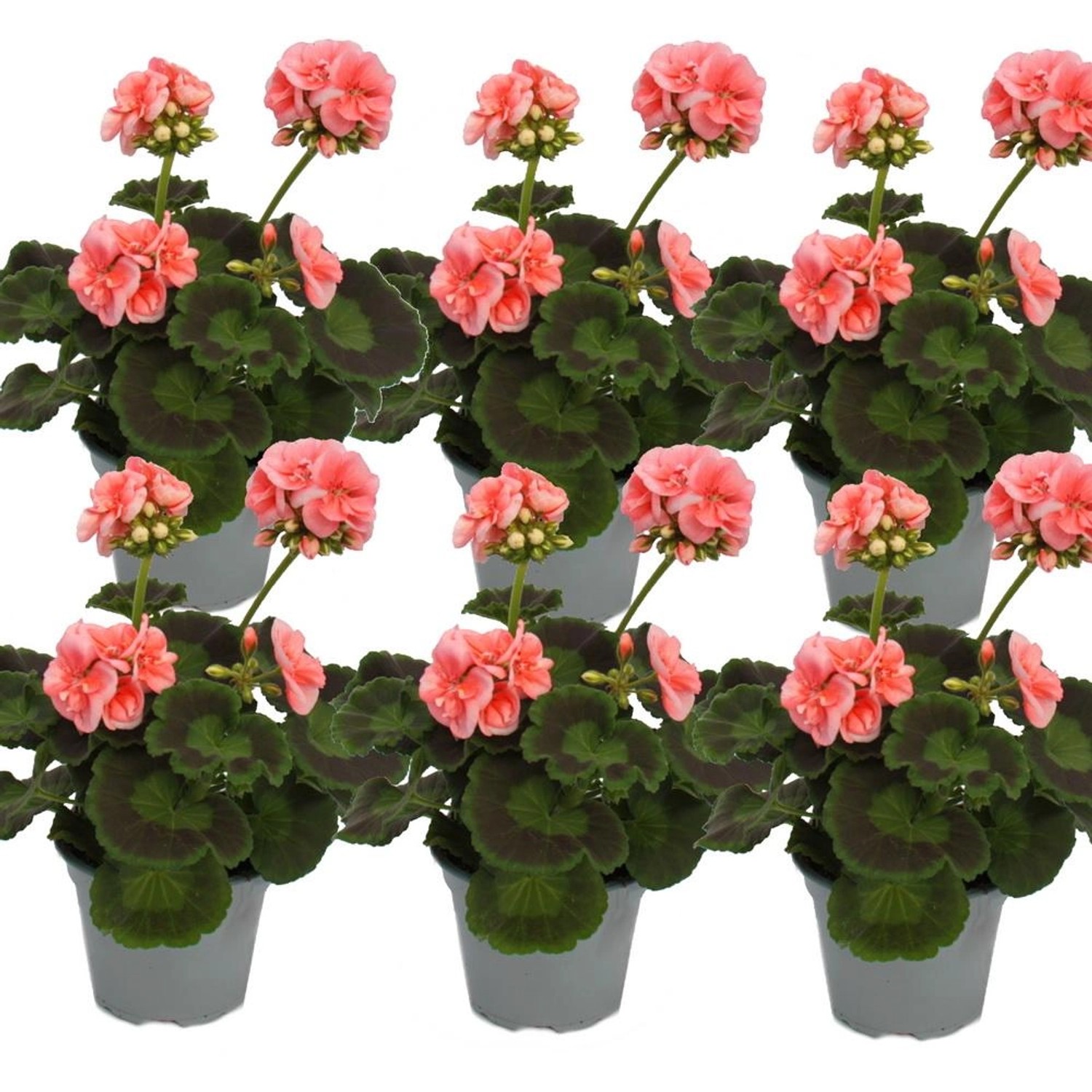 Exotenherz Geranien Stehend Pelargonium Zonale Cm Topf Set Mit