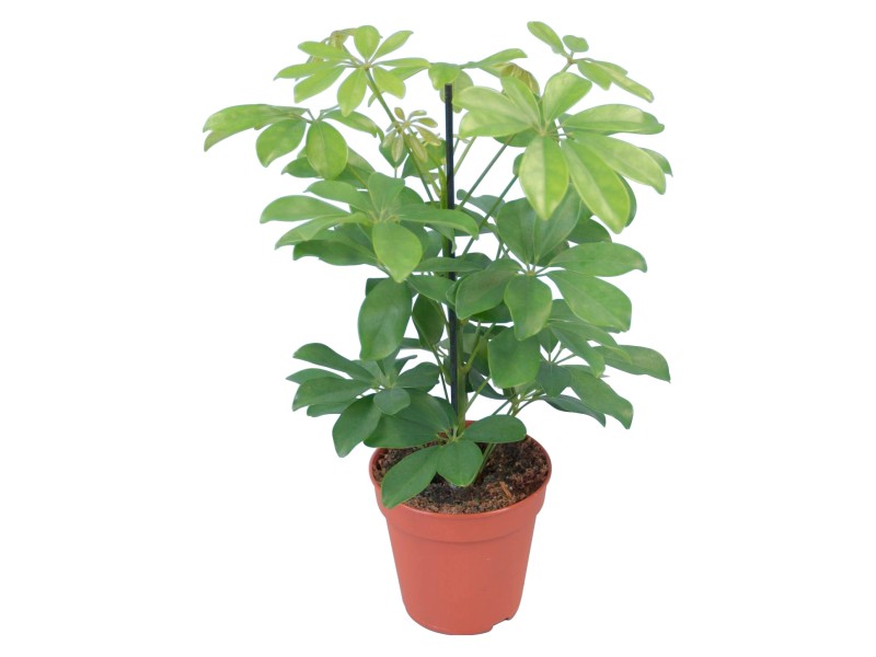 Strahlenaralie Nora Topf Ca Cm Schefflera Arboricola Kaufen Bei Obi