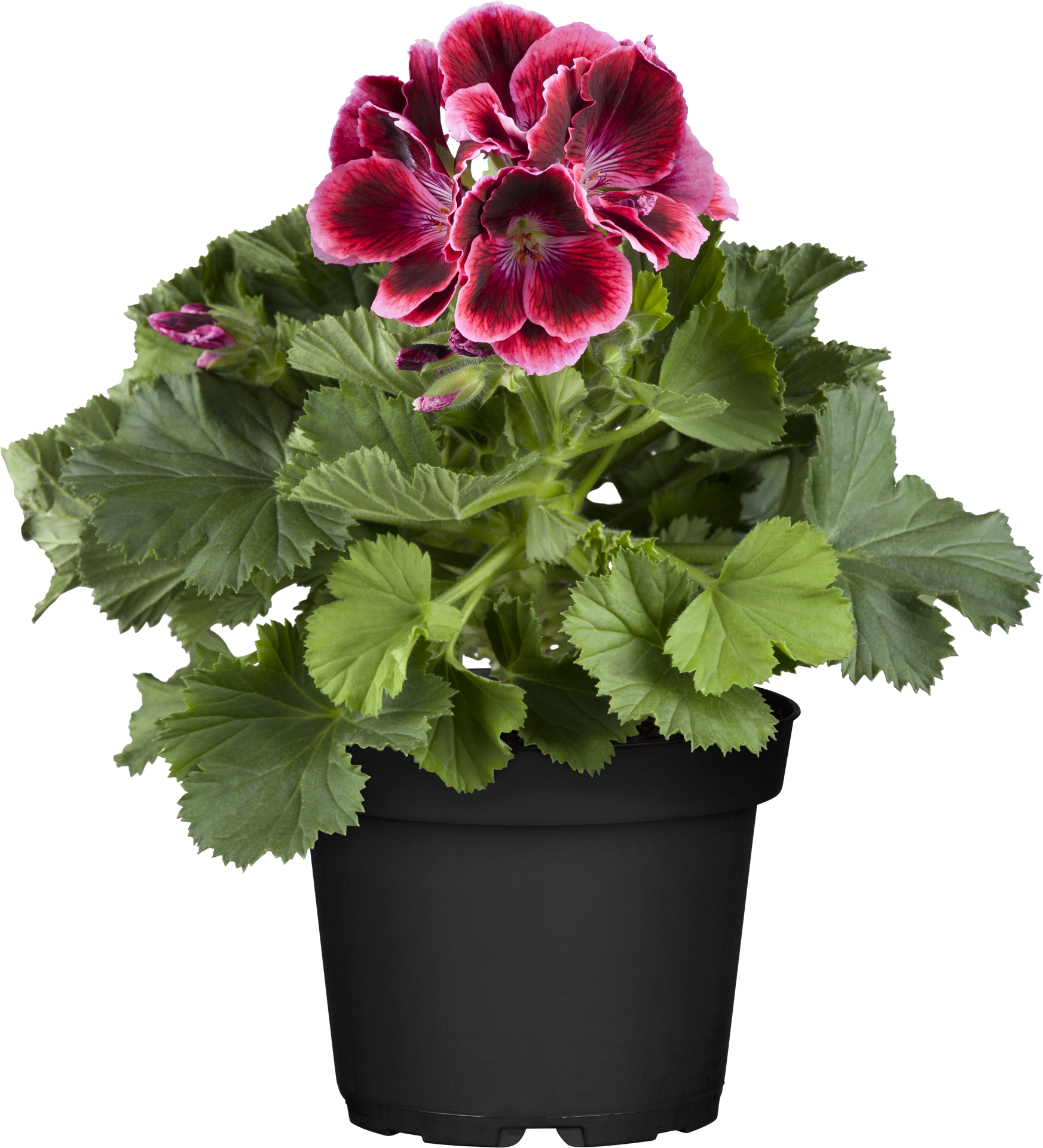 Obi Englische Geranie Topf Ca Cm Pelargonium Kaufen Bei Obi