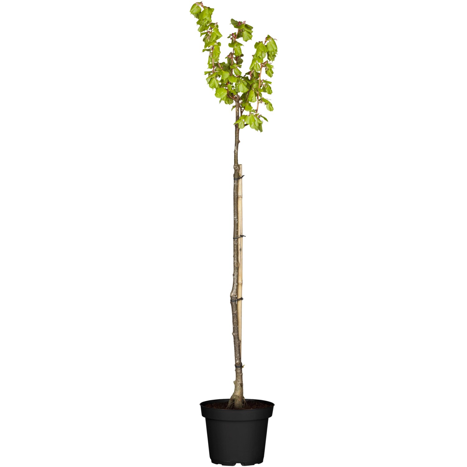 Zierapfel Stämmchen Höhe ca 125 150 cm Topf ca 15 l Malus Hybriden