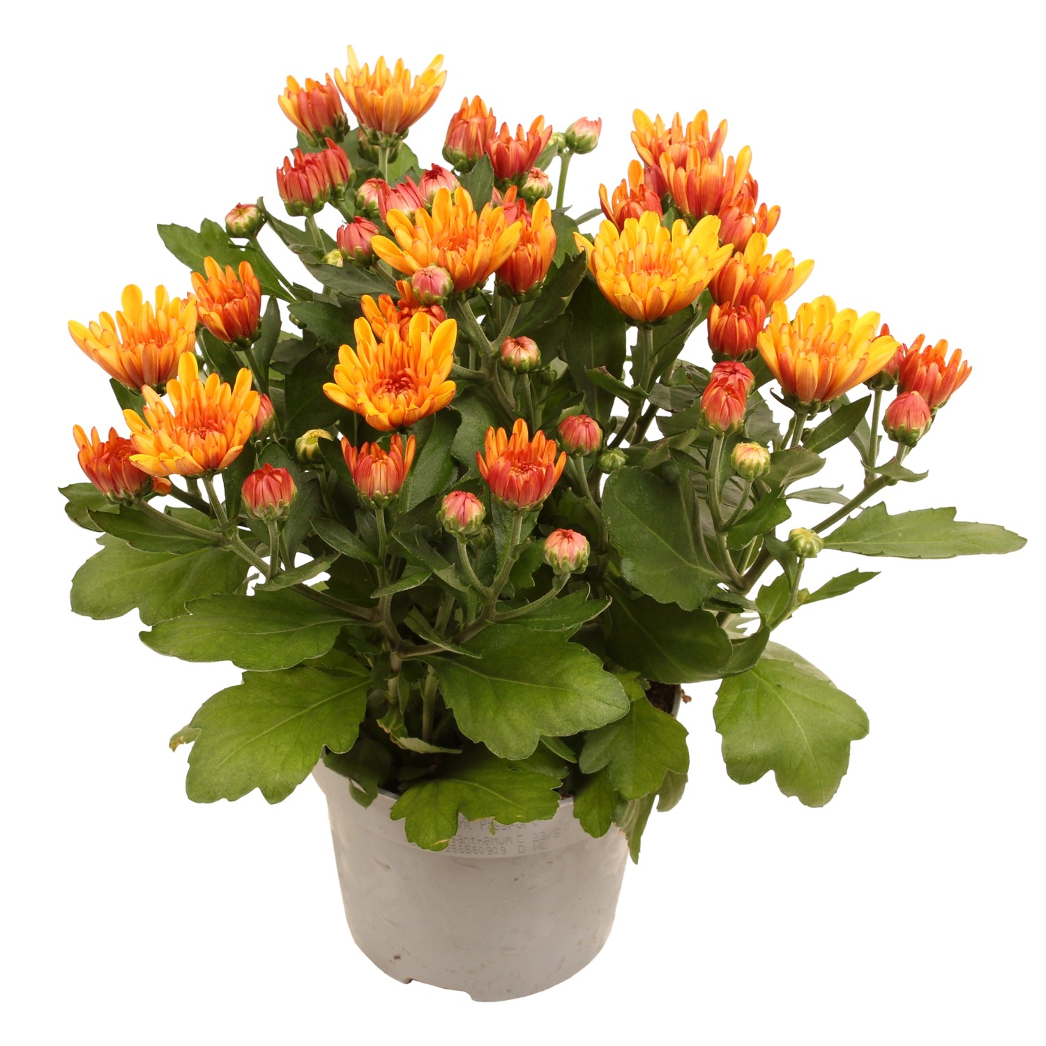 Chrysantheme Orange H He Ca Cm Topf Ca Cm Chrysanthemum