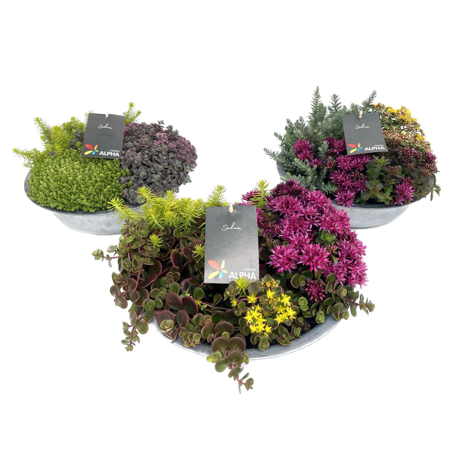 Sedum Trio im Zink Gefäß Topf Ø ca 29 cm kaufen bei OBI