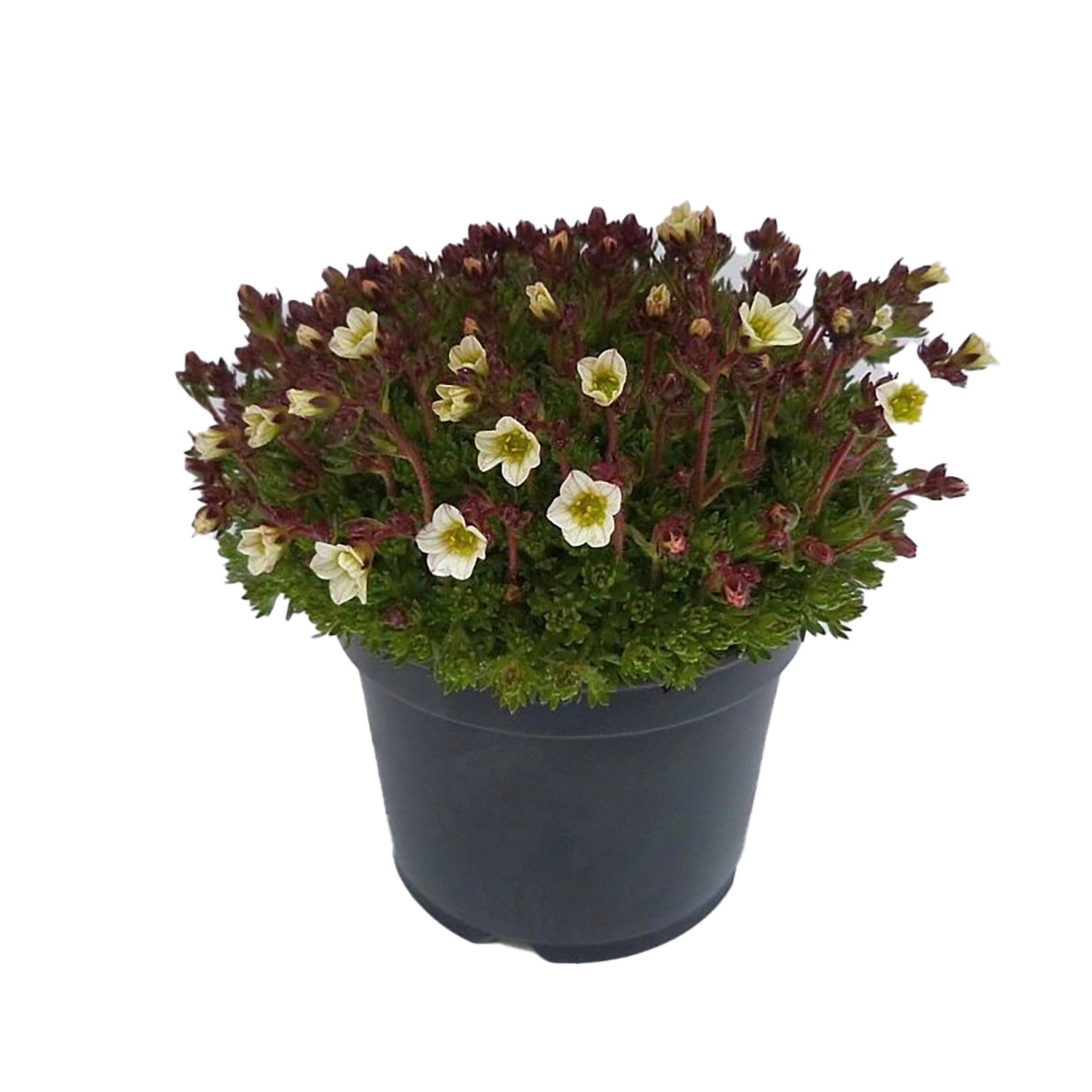 Garten Moossteinbrech Mix Topf Ø ca 11 cm Saxifraga x arendsii kaufen