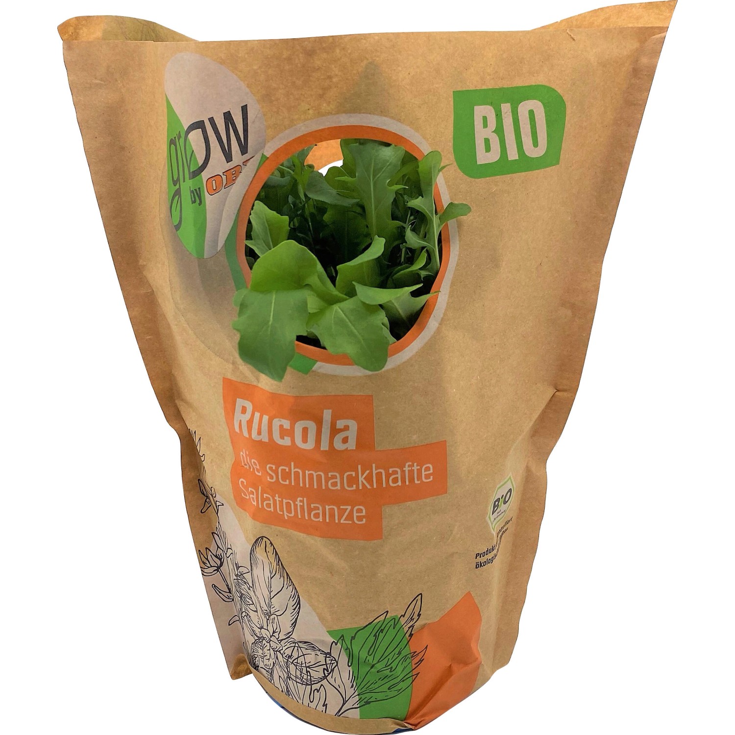 Grow by OBI Bio Rucola Topf Ø ca 13 cm Eruca vesicaria ssp sativa