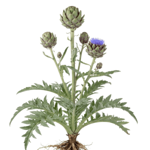 Artischockenpflanze Cynara cardunculus Gobbo di Nizza mit grünen Blättern, Knospen, blauer Blüte und Wurzeln.