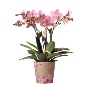 Kolibri Orchids Altrosa Phalaenopsis Orchidee Jewel im 12cm Topf.