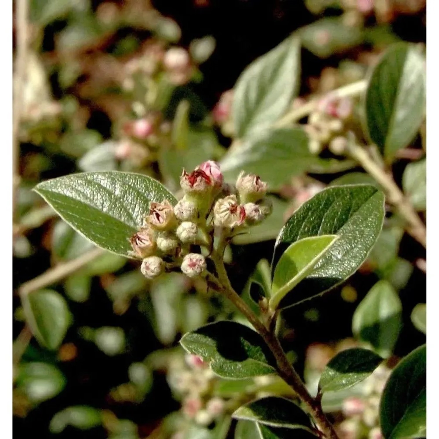 Fruchtmispel 100-125cm - Cotoneaster franchetii
