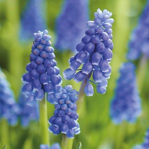 GROW by OBI Traubenhyazinthe Armeniacum Blau 10 Stück Muscari armeniacum