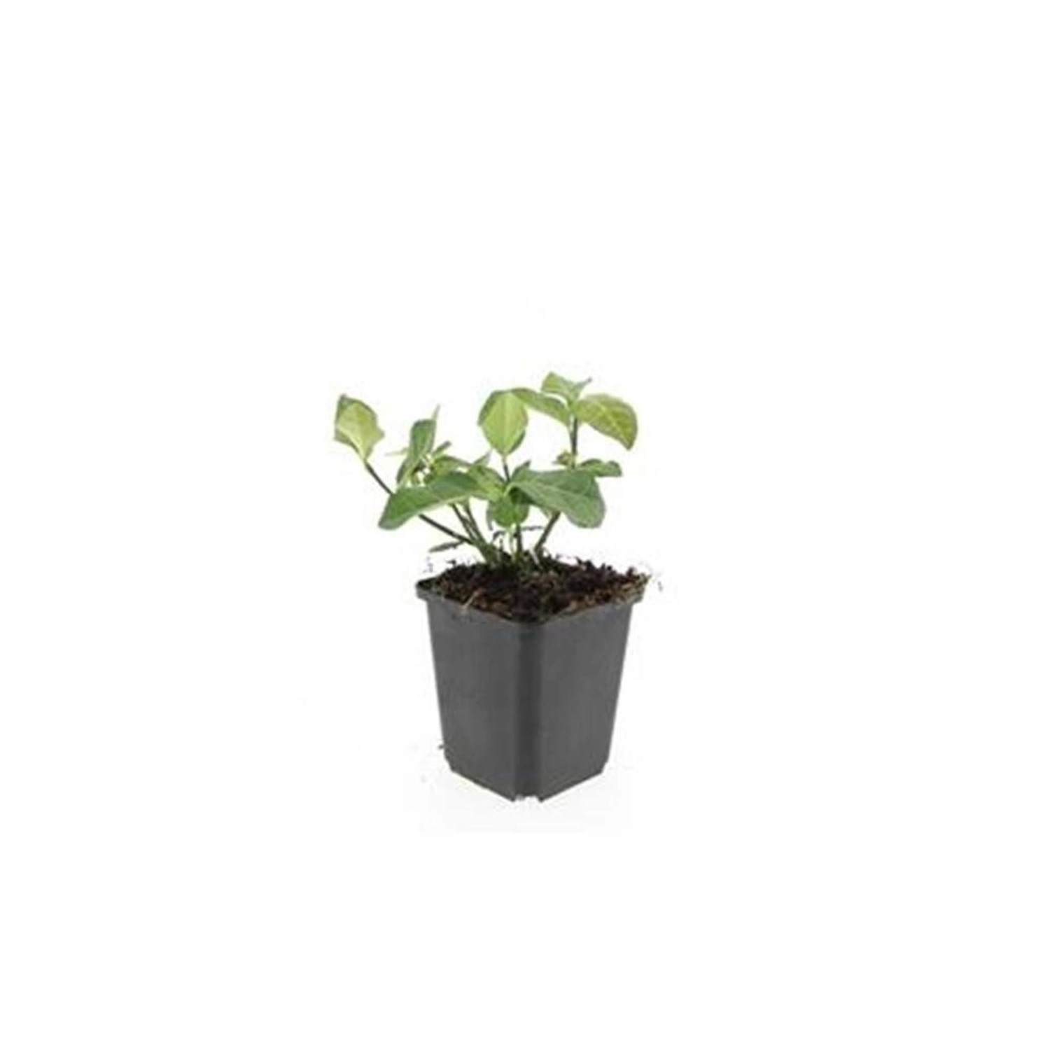 Exotenherz Bodendecker Spindelbaum Euonymus Fortunei Darts Blanket 9cm Topf günstig online kaufen