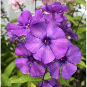 Nahaufnahme der blauen Blüten der Hohen Flammenblume Blue Paradise (Phlox Paniculata).