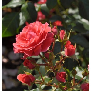 Leuchtend rote Hochstamm Rose Cherry Girl mit Blüten und Knospen.