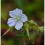 Wiesenstorchschnabel 'Splish Splash' mit weiß-lila Blüten und grünen Knospen.