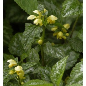 Florentiner Goldnessel Staude mit gelben Blüten und grünen Blättern.
