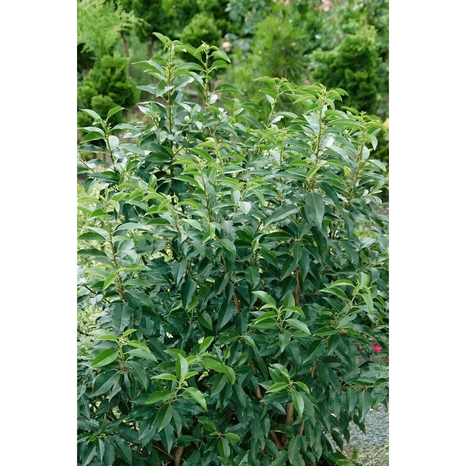 Portugiesischer Kirschlorbeer 'Angustifolia', 40-60 cm, grüne Heckenpflanze mit dichten Blättern.