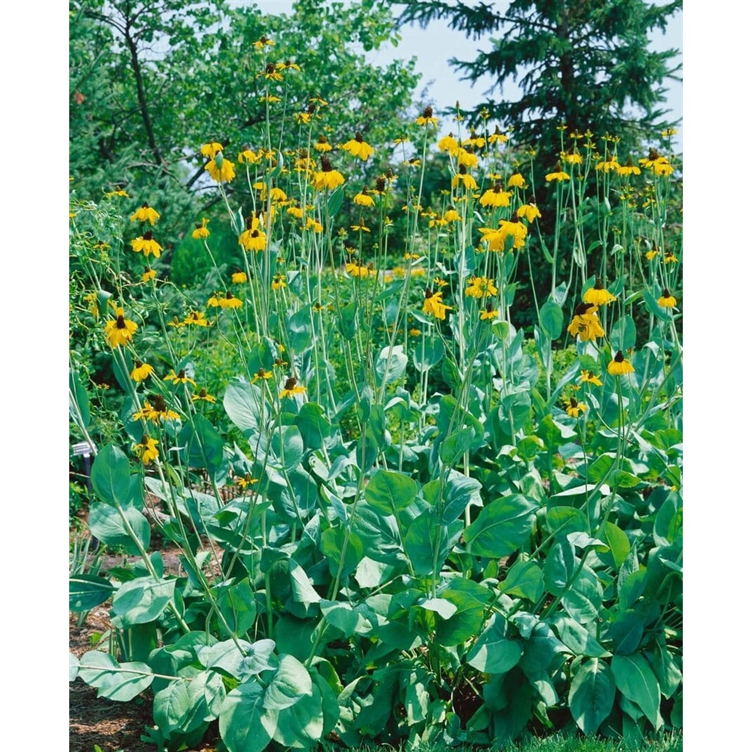 Gelb blühender, hoher Sonnenhut (Rudbeckia Maxima) im Gartenbeet.