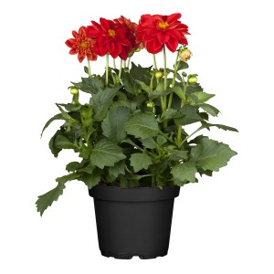 Garten-Dahlie im Topf, rote Blüten, Topf-Ø ca. 17 cm, ideal für Kübelbepflanzung.