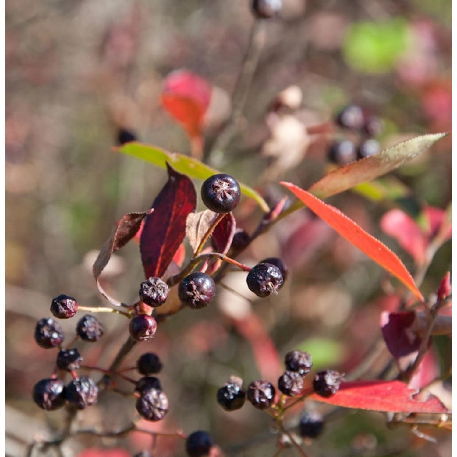 Apfelbeere Brilliant 30-40cm - Aronia arbutifolia günstig online kaufen