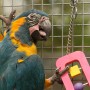 Ara vor Volierendraht mit Spielzeug. Feuerverzinkter Drahtzaun für Tiergehege.