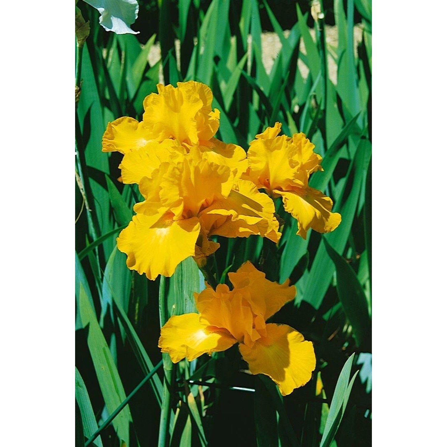 Iris X Barb.-Elat. Goldfackel Schwertlilie Ca. 11x11 cm Topf günstig online kaufen