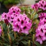 Blühender Rhododendron Hybr. Kokardia mit rot-weißen Blüten, 60–70 cm hoch.