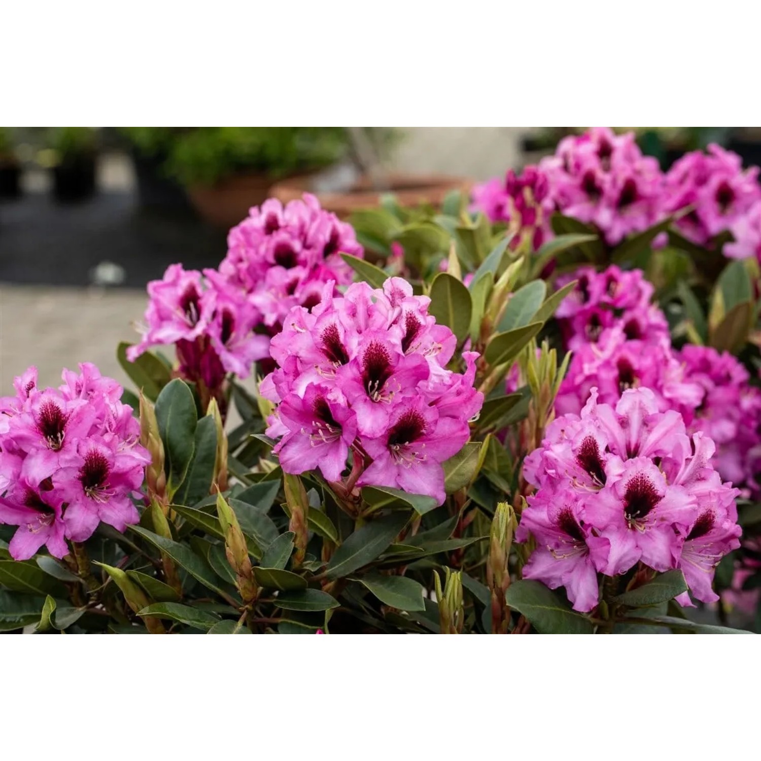 Blühender Rhododendron Hybr. Kokardia mit rot-weißen Blüten, 60–70 cm hoch.
