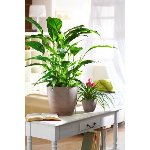 Scheurich Übertopf 920 Earth, Ø 22 cm, mit Zimmerpflanzen auf Tisch im Wohnraum.