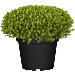 Strauchveronika 'Green Globe' im Topf, grüne Blühpflanze für Beet und Balkon.