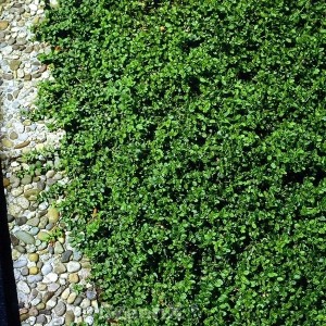 Grüne, kleinblättrige Kriechspindel Minimus (Euonymus fortunei) als Bodendecker im Garten.