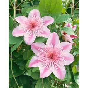 Rosa Clematis Waldrebe 'Empress' mit großen, gefüllten Blüten und grünen Blättern.