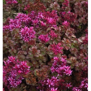 Kaukasus Asienfetthenne 'Fuldaglut' mit purpurroten Blüten und grünen Blättern.