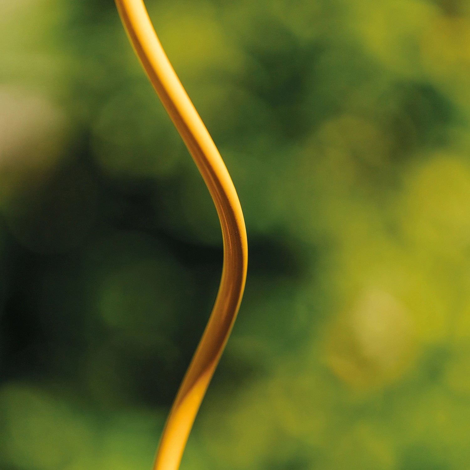 Detailaufnahme: Honigfarbene Bellissa Tomaten Spirale Rankhilfe vor grünem Hintergrund.