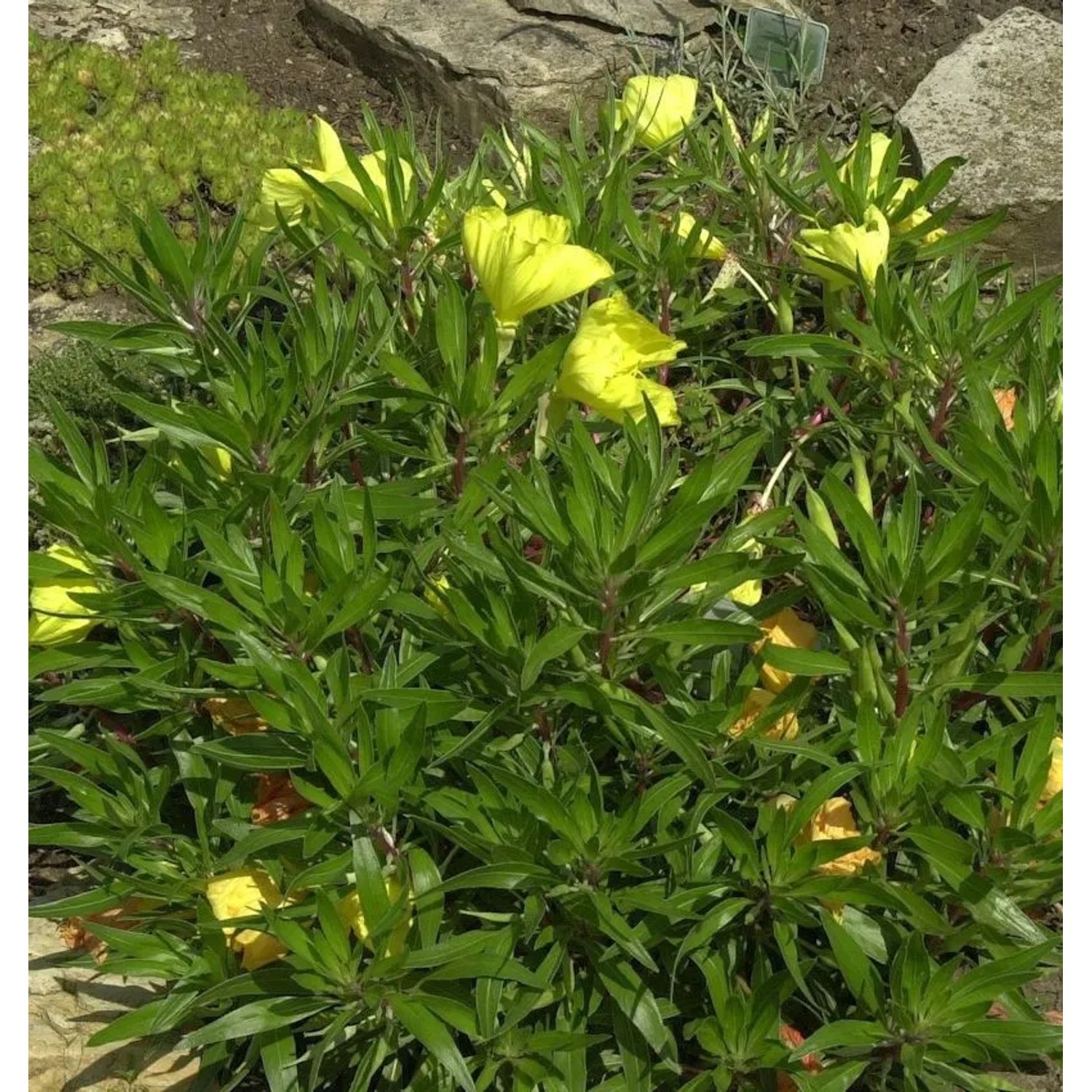 Polster Nachtkerze - Oenothera macrocarpa