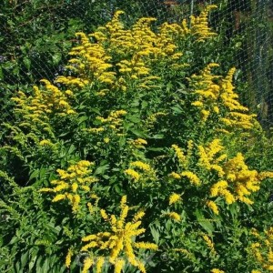 Gefleckte Goldrute Golden Fleece (Solidago sphacelata) mit leuchtend gelben Blüten im Garten.