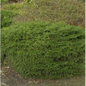 Nestfichte Nidiformis, grüne Zwergfichte für den Garten, ca. 30-40cm hoch.