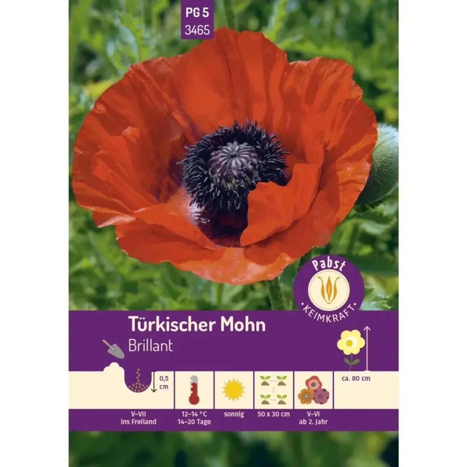Pabst Keimkraft Türkischer Mohn Brillant Saatgut