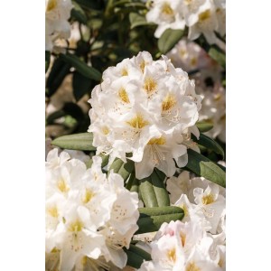 Nahaufnahme der weißen Blüten des Rhododendron INKARHO® Dufthecke, ideal als Heckenpflanze.