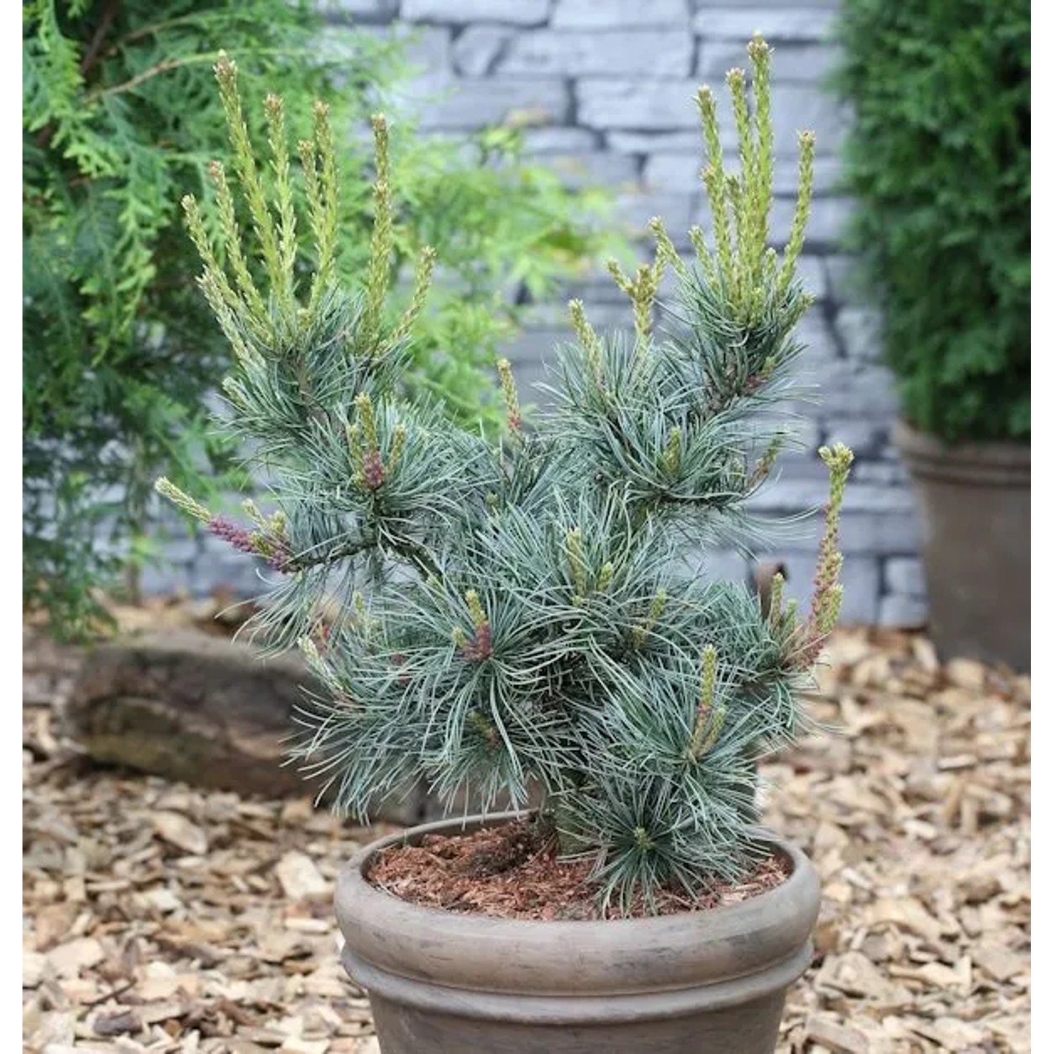 Blaue Mädchenkiefer Glauca 30-40cm - Pinus parviflora